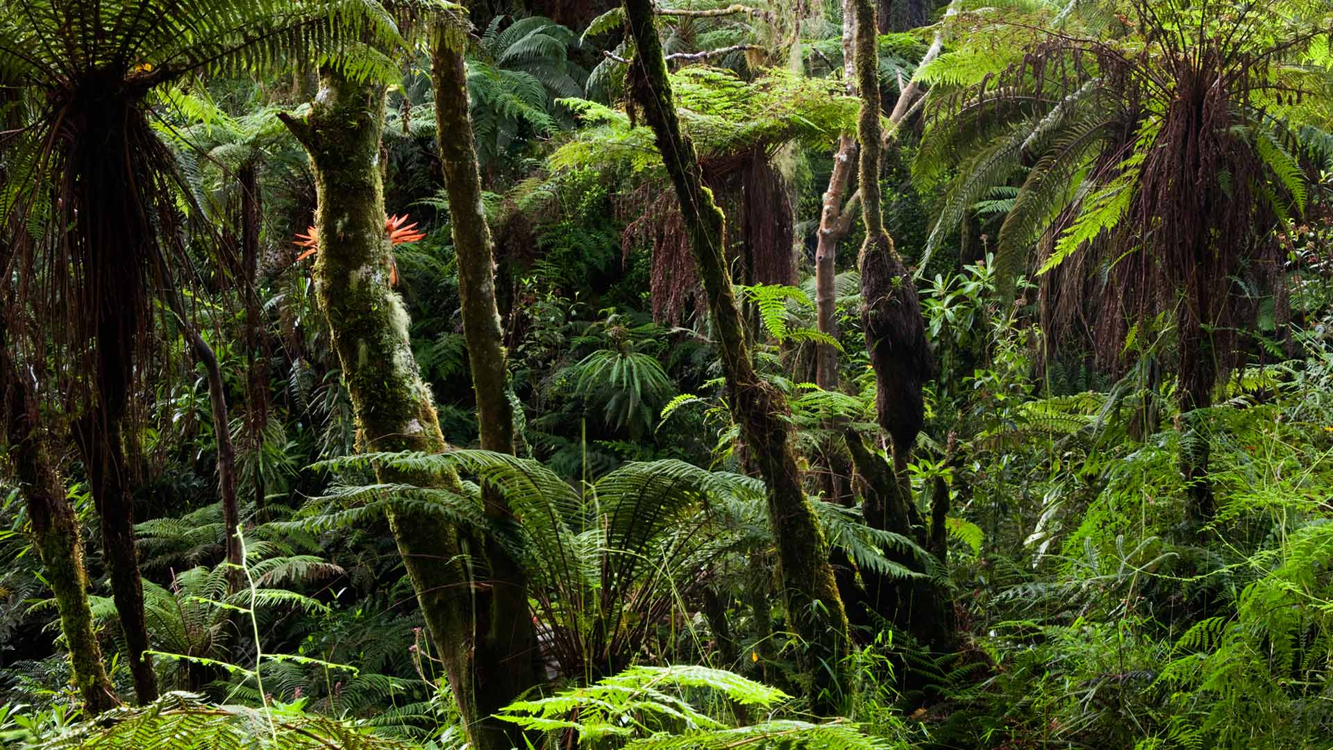 Haiti Jungle