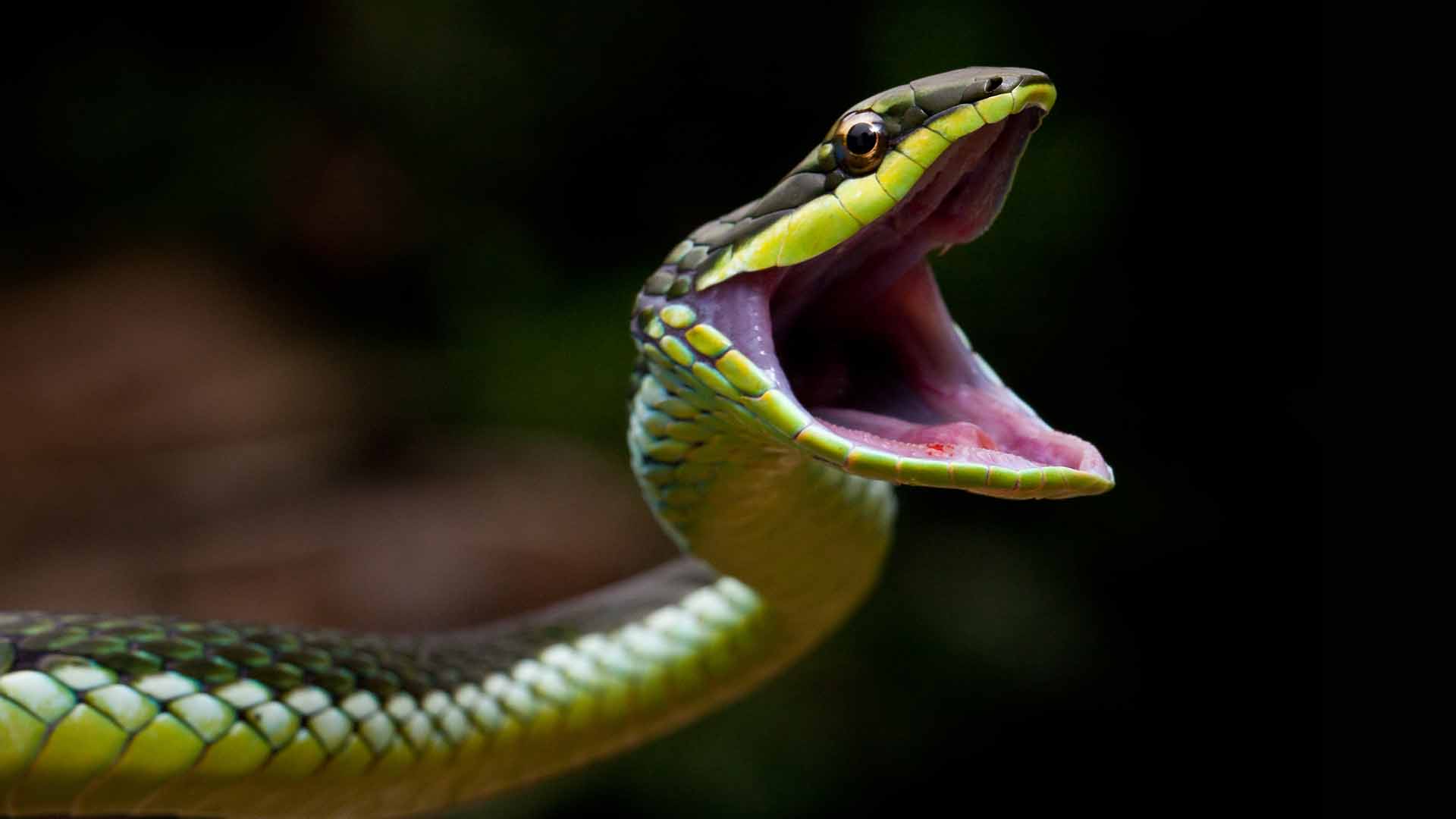 Snake